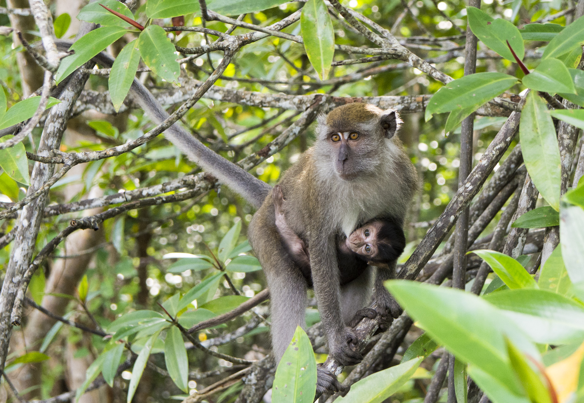 猴子妈妈与猴子宝宝~