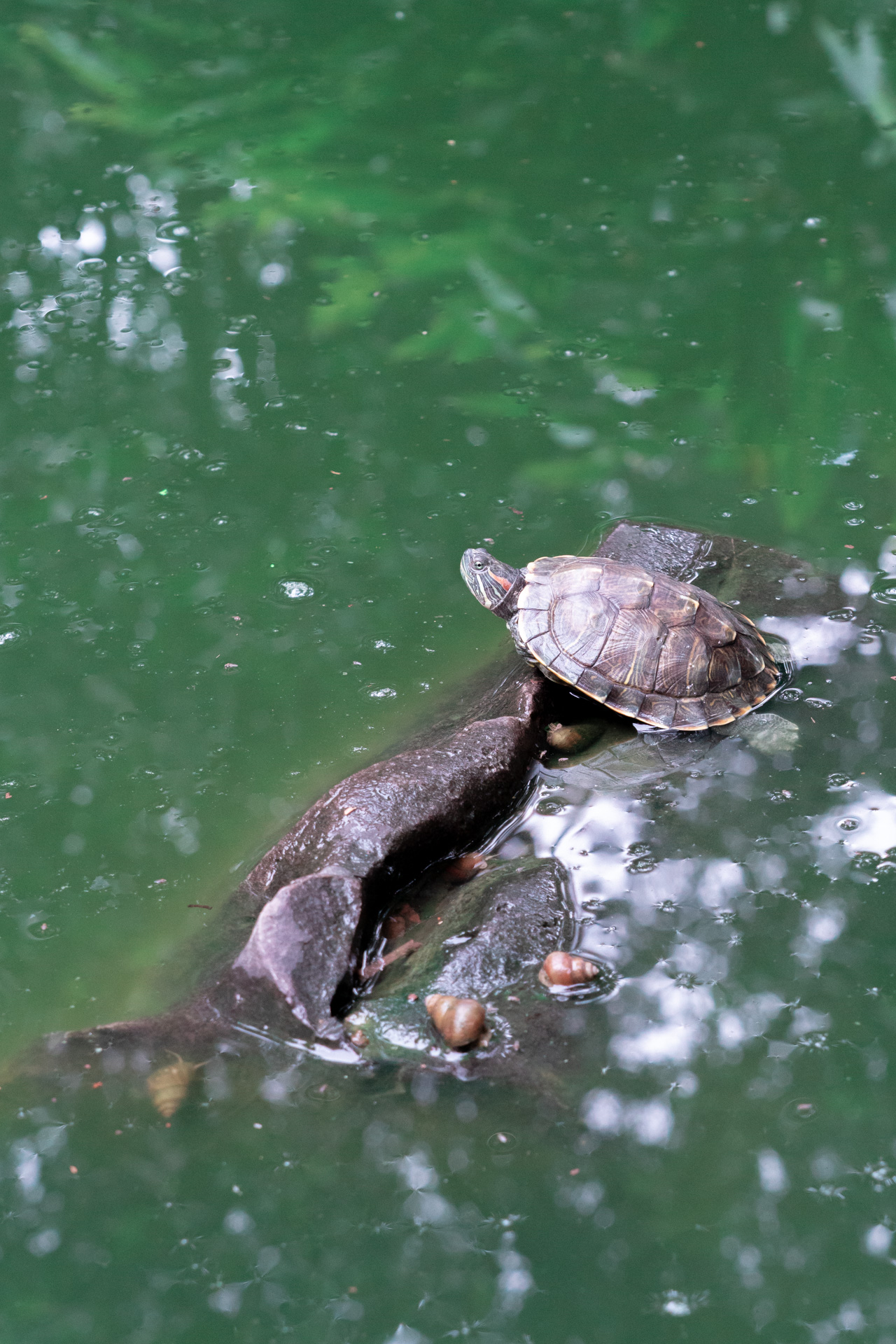华严寺放生池里边的乌龟