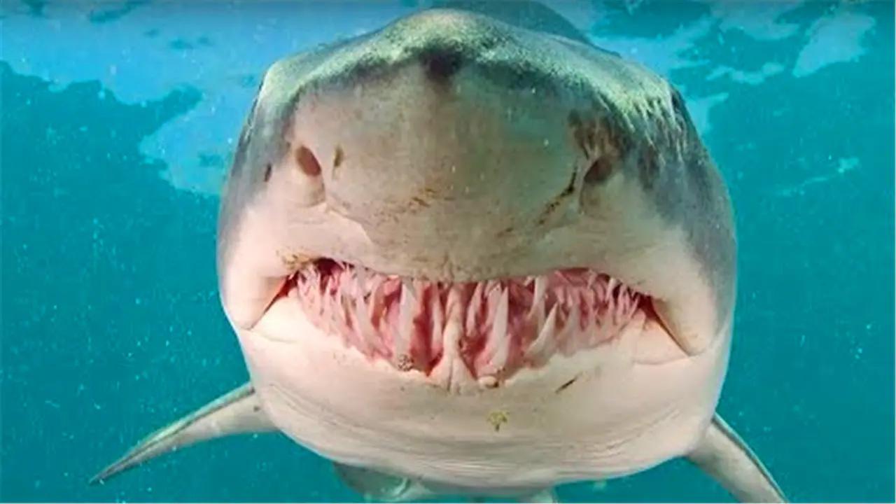 牛鲨，世界最凶猛的淡水鱼有哪些