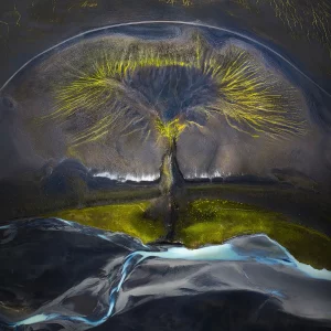 tree-of-life_isabella-tabacchi